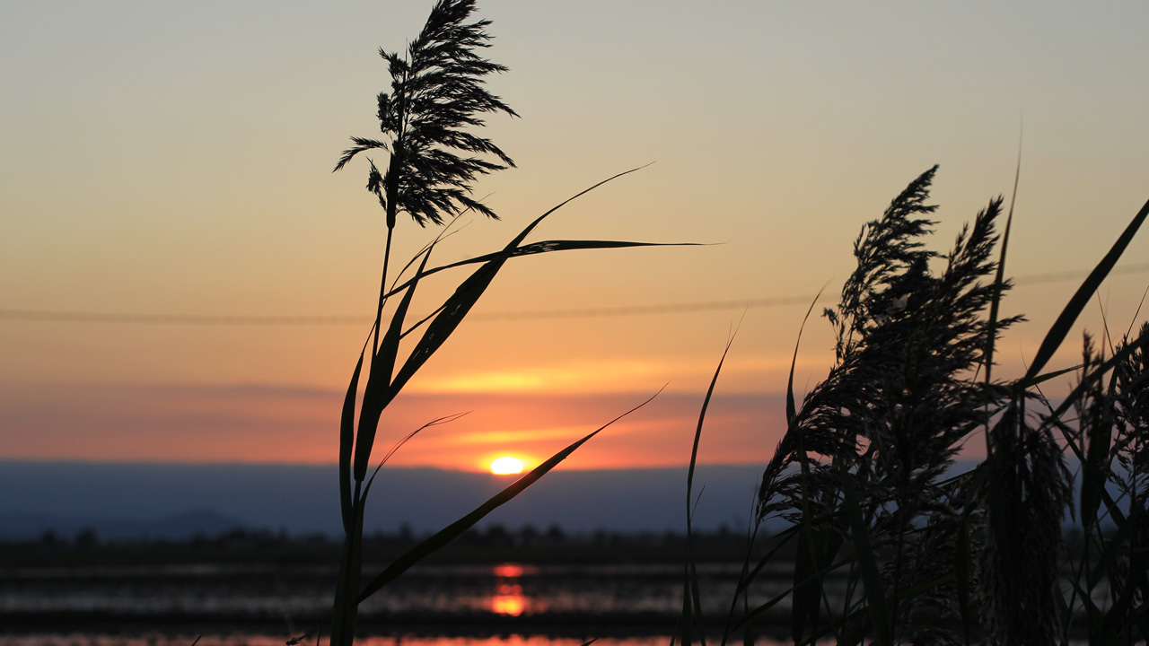 delta del Ebro deltebre sushi mc